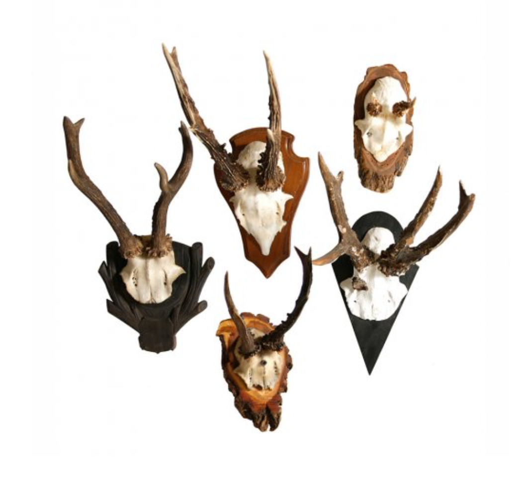 Vintage Antler Mount